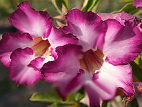 (image for) Adenium Obesum \'Rose Siam\' 5 Seeds
